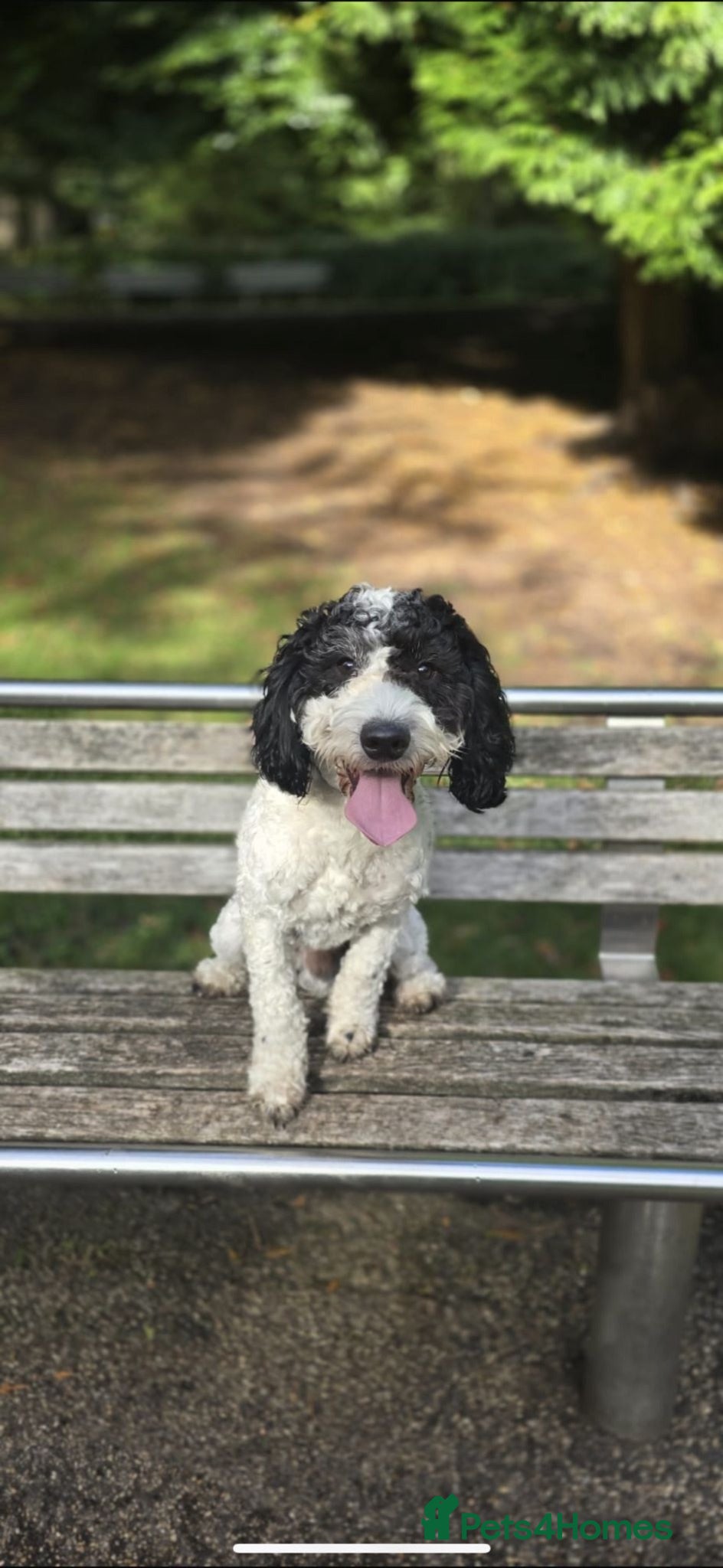 Cockapoo dogs Stud  - Advert 2