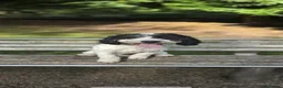 Cockapoo dogs for stud: Stud  - Advert 2