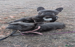 French Bulldog dogs for sale: French bulldog puppies - Advert 6