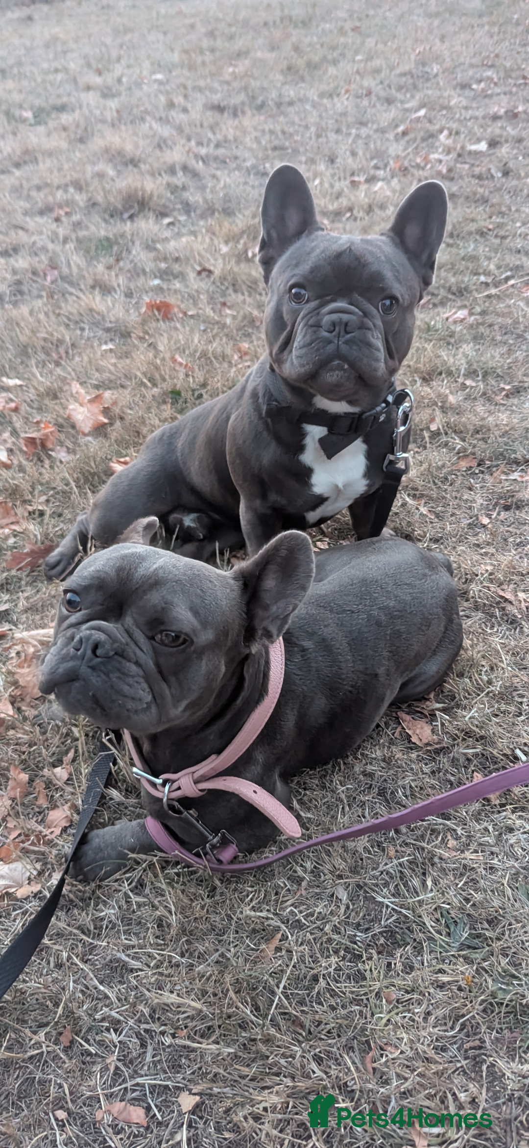 French Bulldog dogs for sale: French bulldog puppies - Advert 6