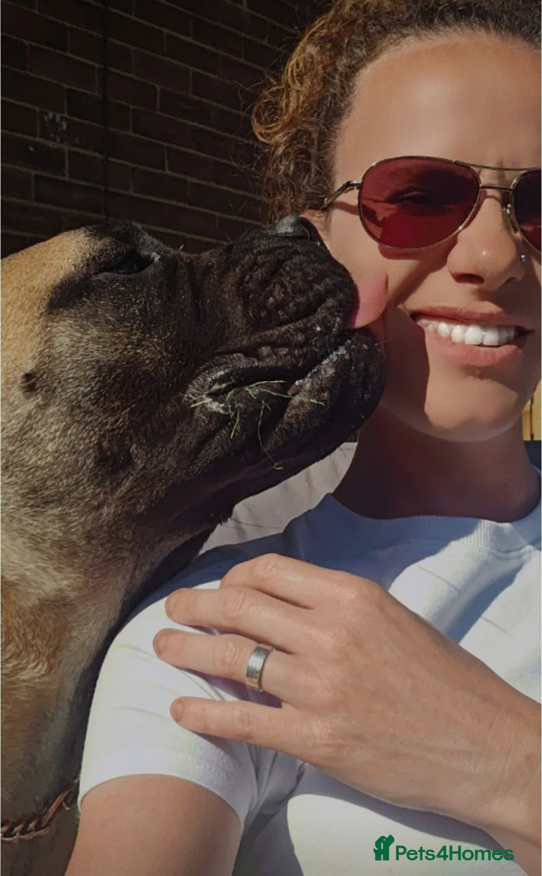 Bullmastiff dogs for sale: Female Bullmastiff  - Advert 6