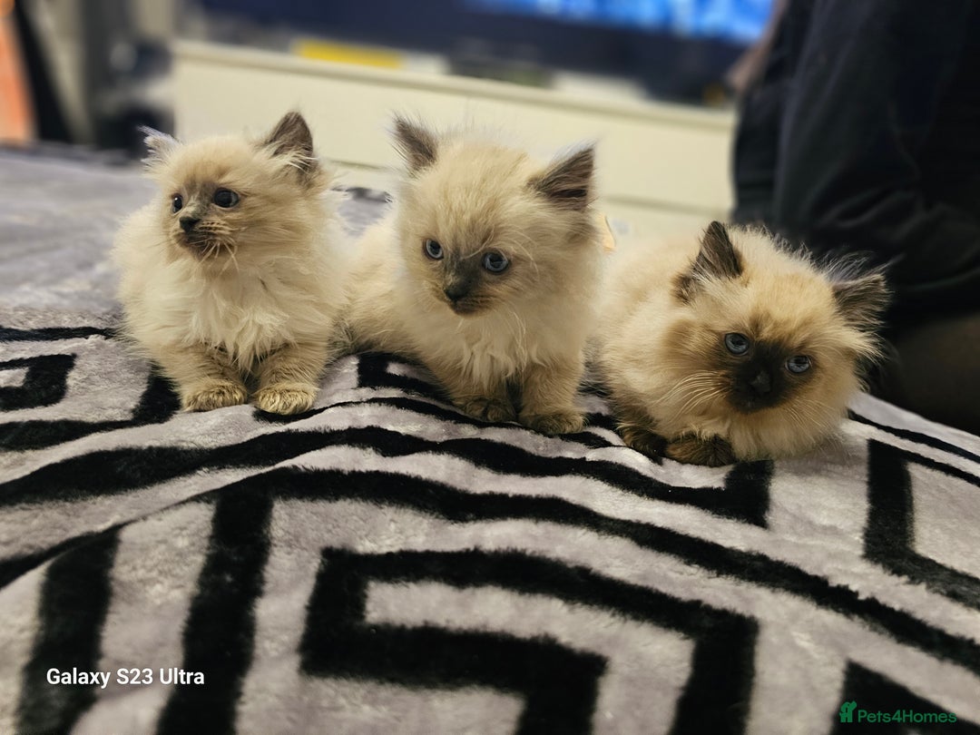 Ragdoll cats for sale: Pure breed Ragdoll  kittens  - Image 2
