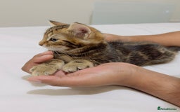 Mixed Breed cats for sale: Kittens ready to go - Image 17