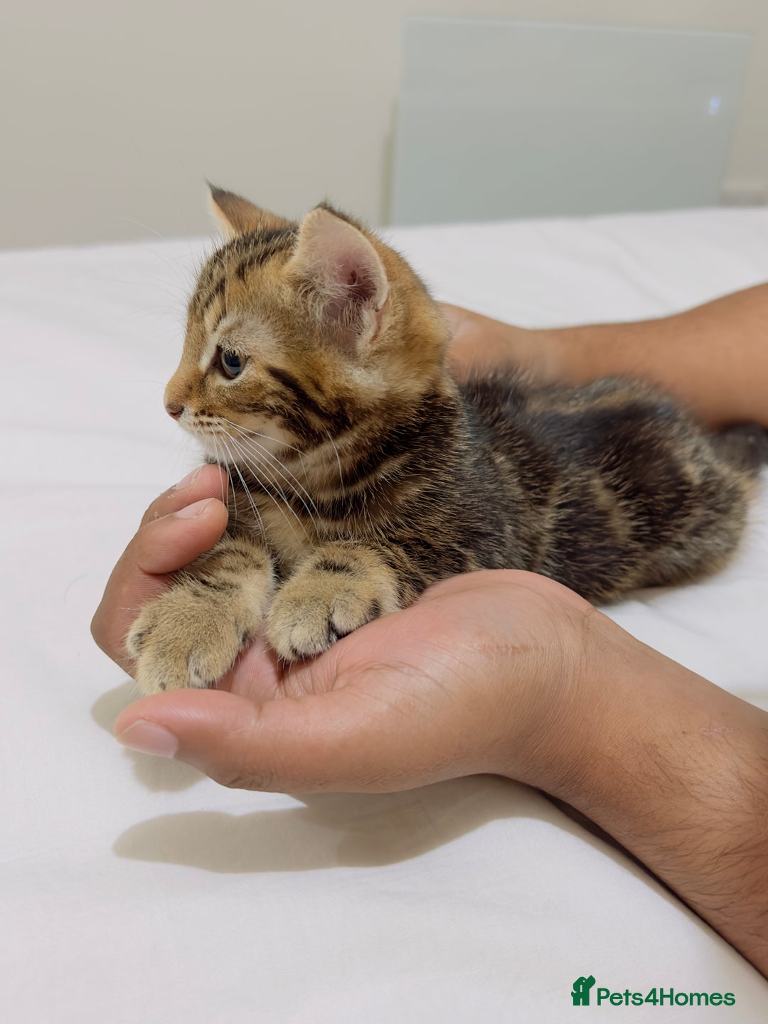 Mixed Breed cats for sale: Kittens ready to go - Image 17
