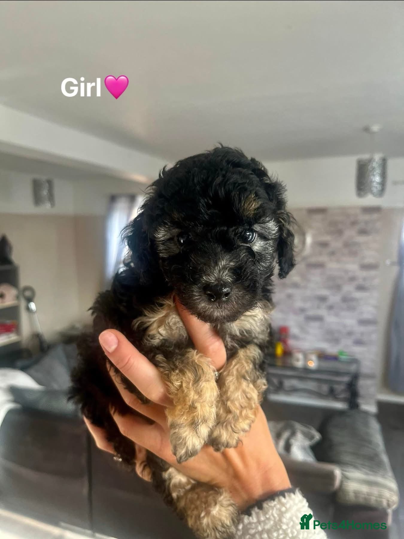 Cockapoo dogs F1b Cockapoo Puppies  - Advert 11