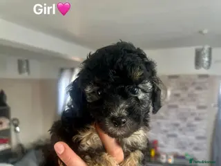 Cockapoo dogs F1b Cockapoo Puppies - Advert 11