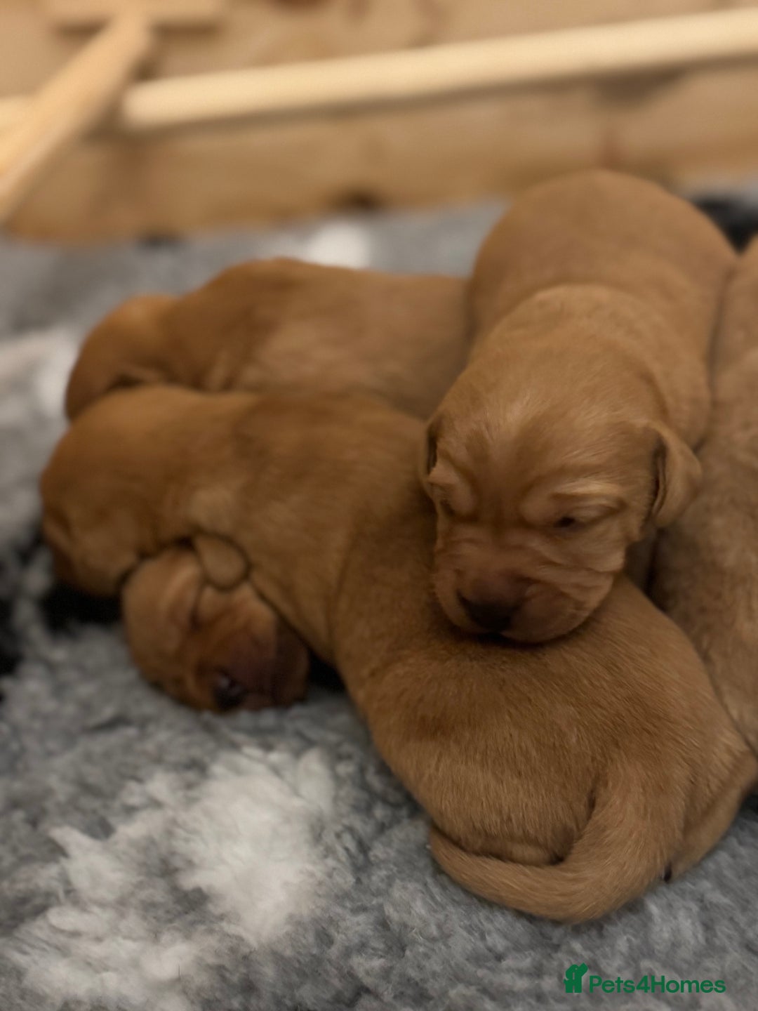 Labrador Retriever dogs for sale: Red Fox Lab Puppies,  - Advert 7
