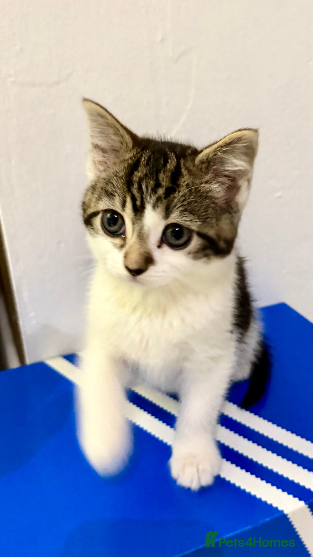 Mixed Breed cats for sale: Beautiful half Scottish folds  - Advert 4