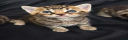 Bengal cats for sale: Bengal Kittens Looking for Their Forever Homes  - Advert 15