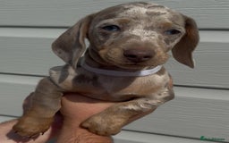 Miniature Dachshund dogs for sale: Miniature Dachshund Puppies  - Image 5