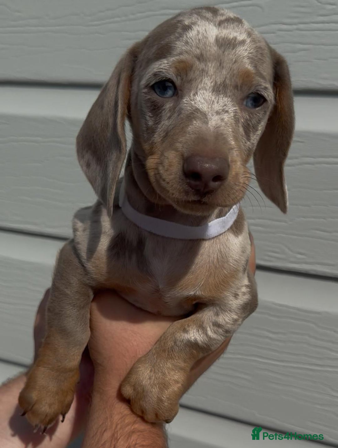 Miniature Dachshund dogs for sale: Miniature Dachshund Puppies  - Image 5