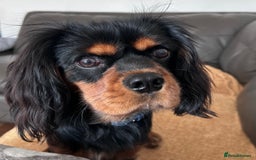 Cavalier King Charles Spaniel dogs for stud: Black & Tan cavalier King Charles spaniel stud  in Ferryhill - Image 4