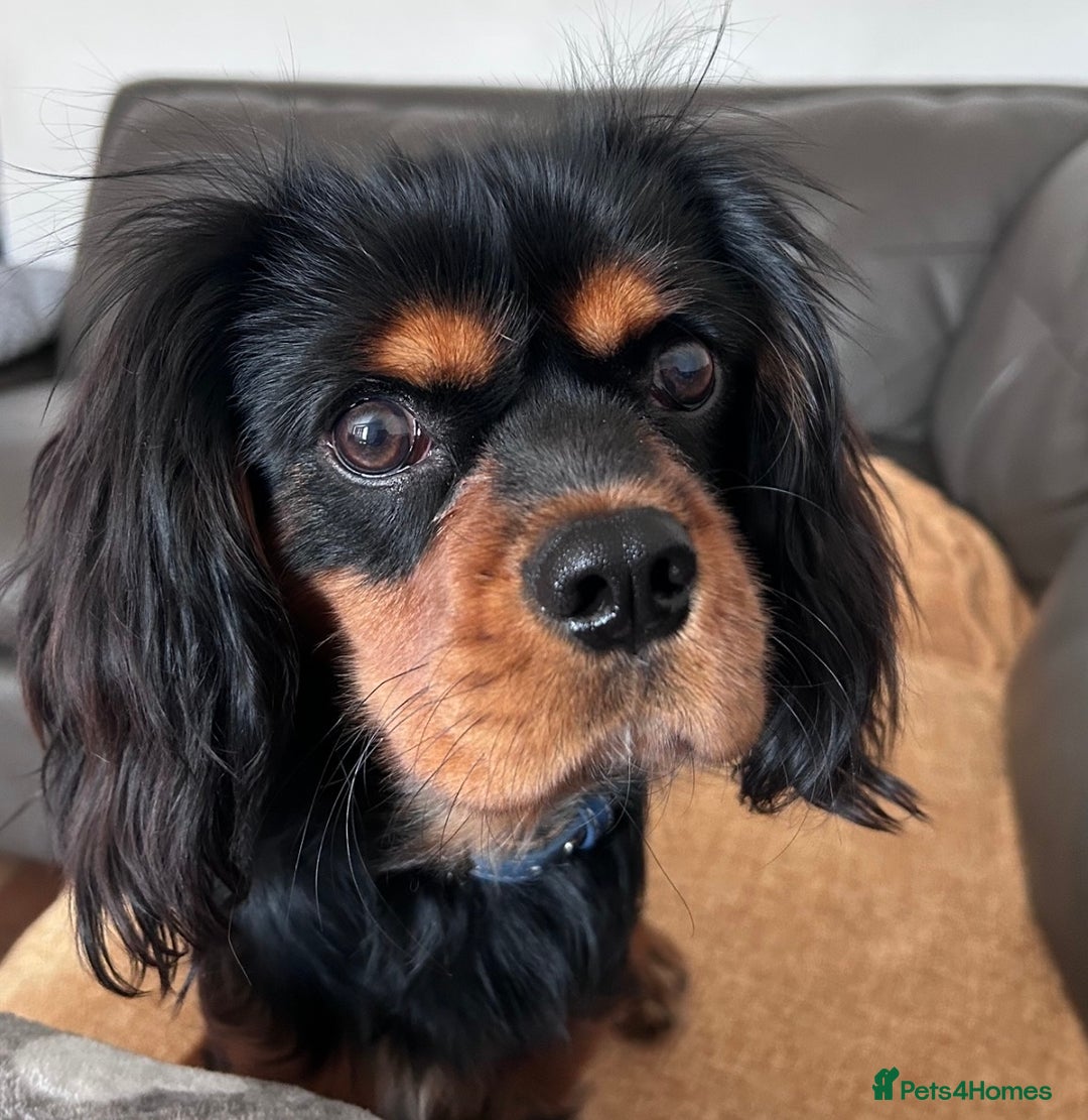 Cavalier King Charles Spaniel dogs for stud: Black & Tan cavalier King Charles spaniel stud  in Ferryhill - Image 4