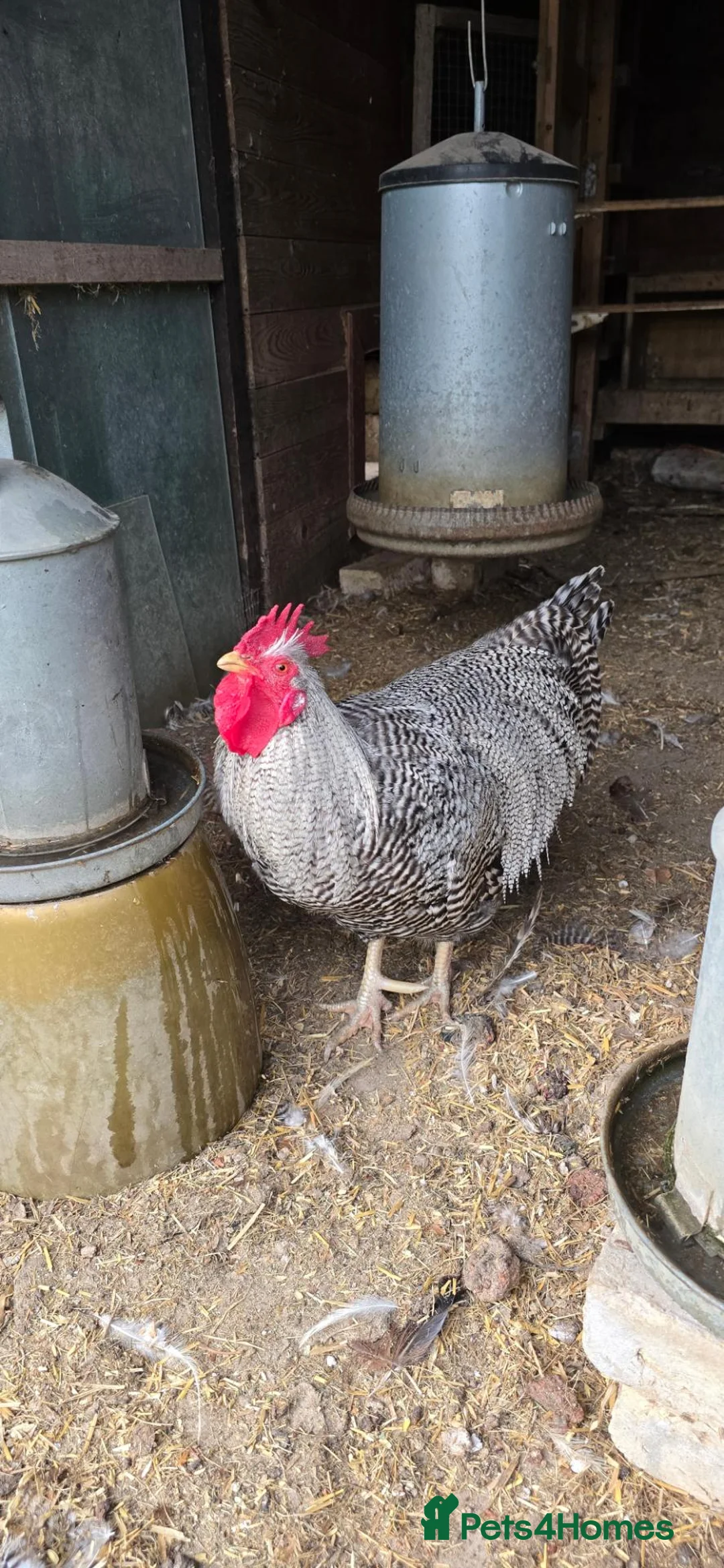Chickens poultry for sale: Barred Plymouth Rock Cockerel in Bury Saint Edmunds - Advert 3