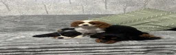 Cavalier King Charles Spaniel dogs for sale: KC Registered Health Tested CKCS Puppies - Advert 9