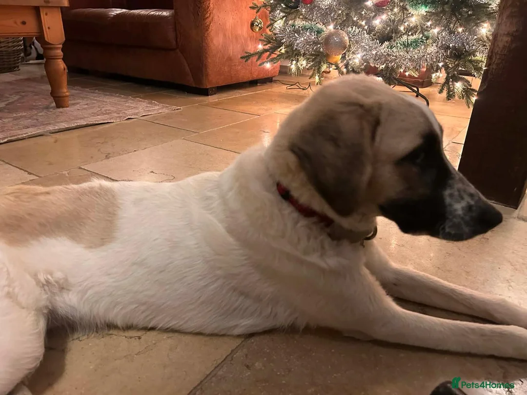 Mixed Breed dogs for adoption: Amara: Beautiful Soul Seeking a Family to Love - Advert 9