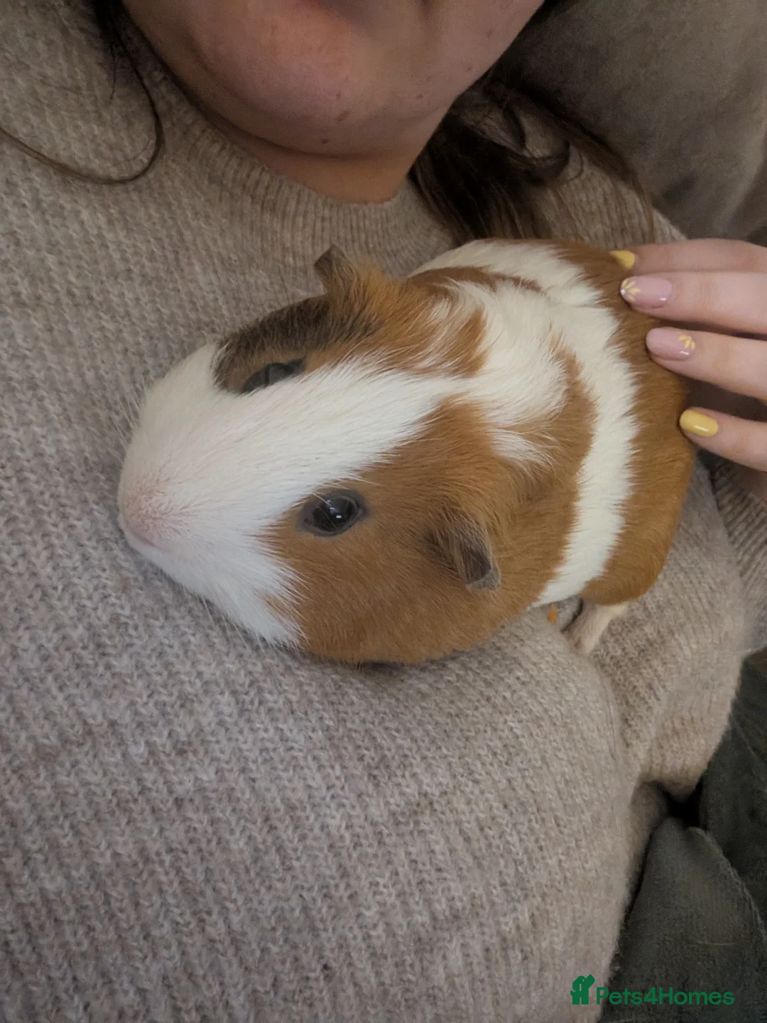 Guinea Pig rodents for sale: Woody and Buzz  in Richmond - Advert 4