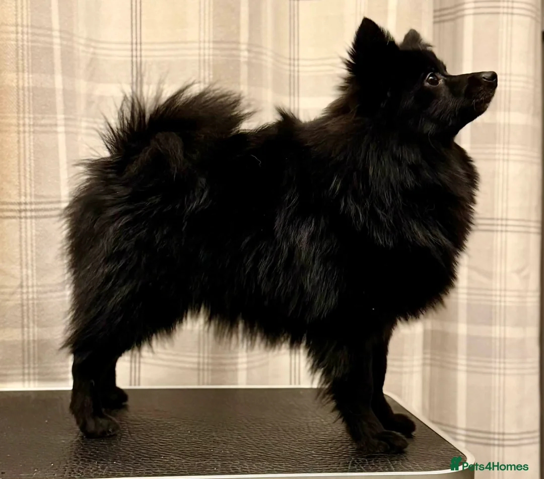 German Spitz dogs for sale: Black German Spitz Klein  - Advert 2
