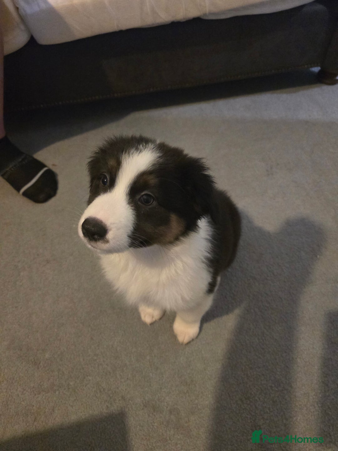 Australian Shepherd dogs for sale: Waiting list open for around **  - Advert 6