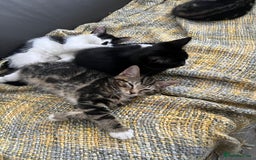 Mixed Breed cats for sale: 🐾Playful Kittens Ready for Loving Homes. - Image 4