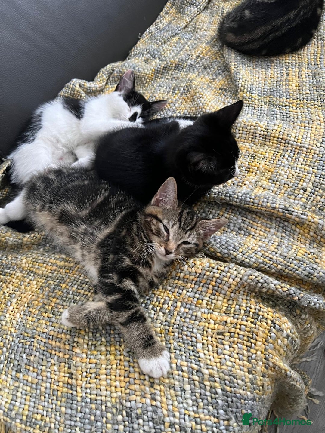 Mixed Breed cats for sale: 🐾Playful Kittens Ready for Loving Homes. - Image 4