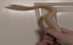 Corn Snake reptiles for sale: Mix of beautiful colourful corn snakes for sale - Image 9