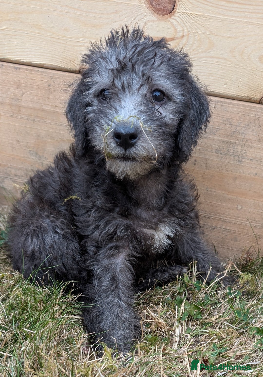 Bedlington Terrier dogs for sale: Bedlington terriers - working stock - Image 28