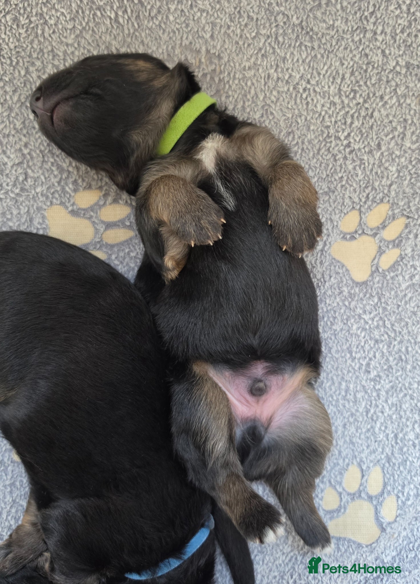 German Shepherd dogs 3 healthy straight back KC registered GSP's  - Advert 2