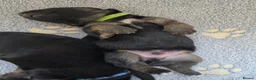 German Shepherd dogs for sale: 2 healthy straight back KC registered male GSP's  - Advert 5