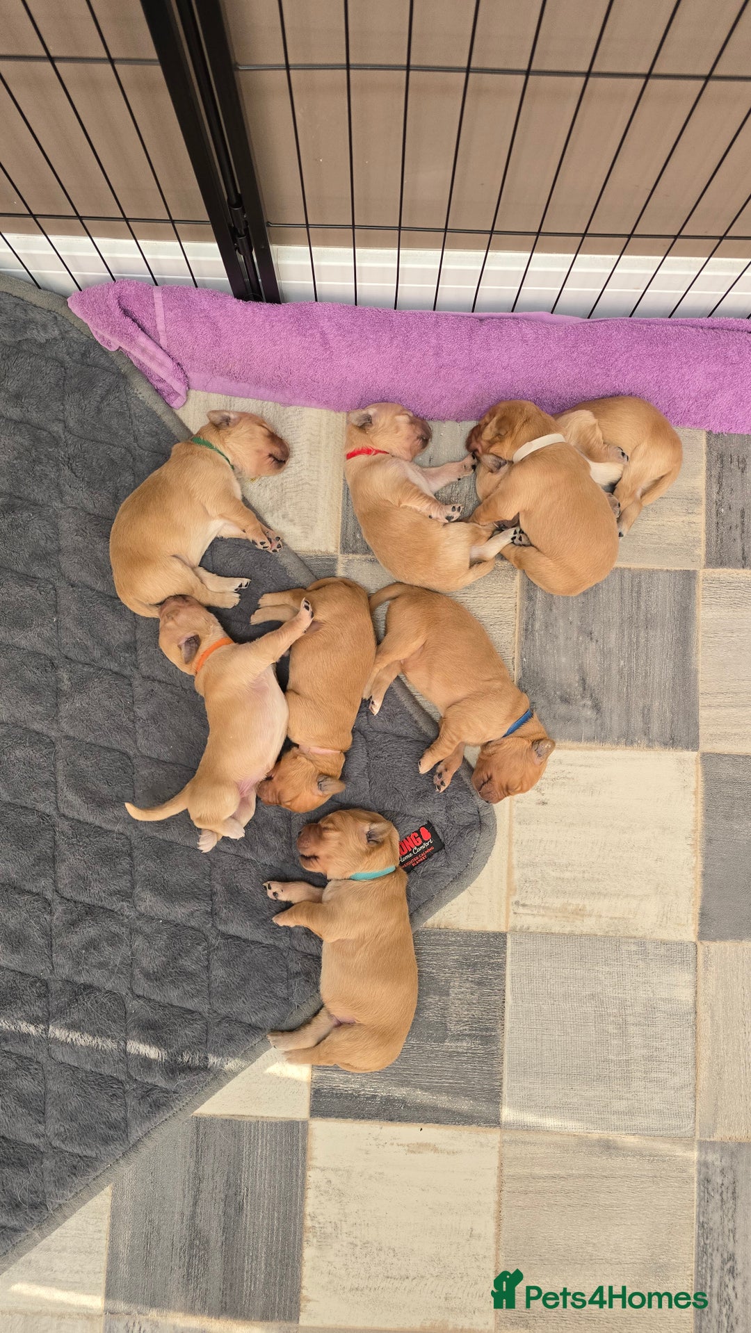Golden Retriever dogs for sale: 9 Golden Retriever Pups, AKA fluffy bundles of joy - Image 20