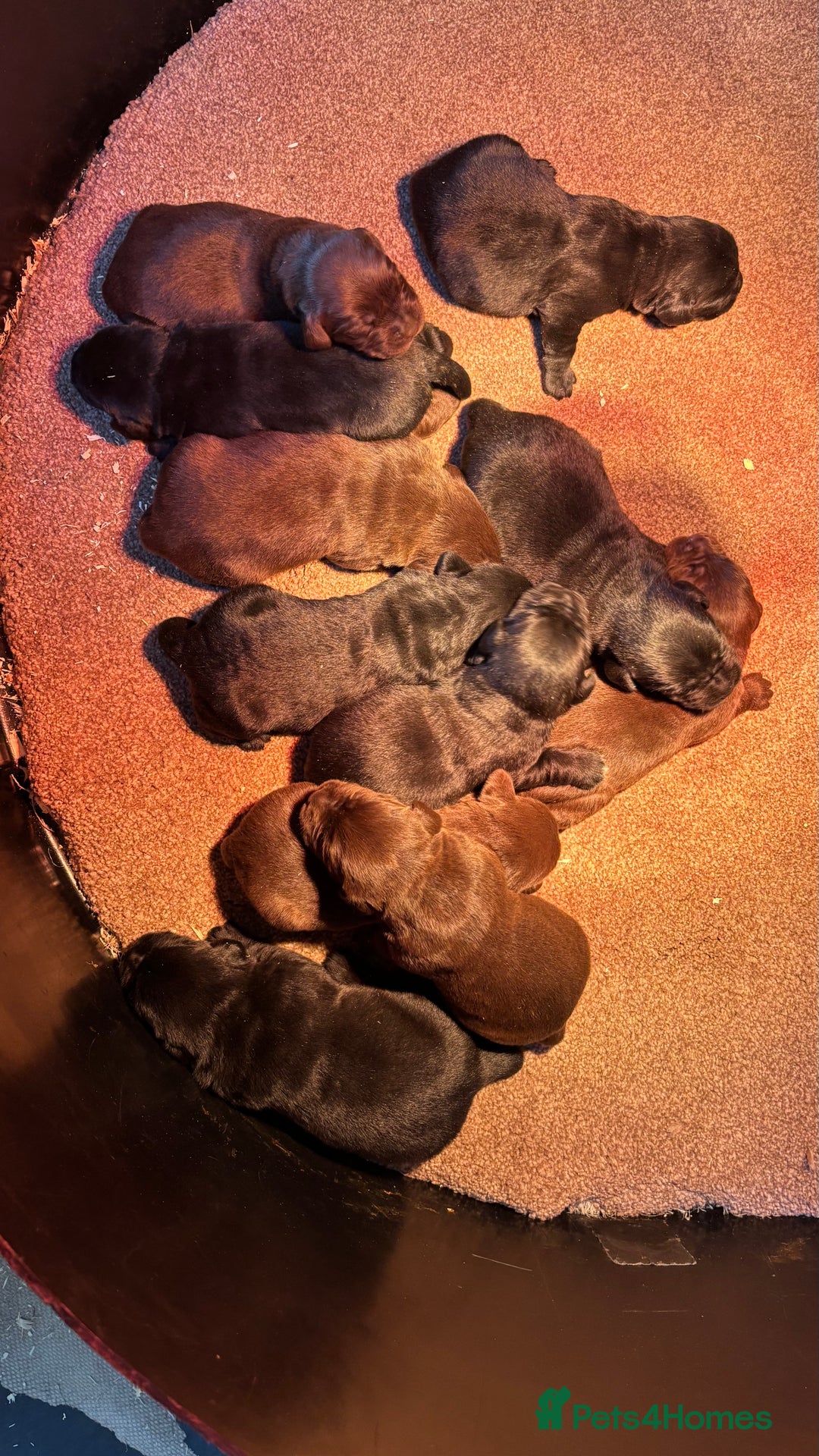 Labrador Retriever dogs for sale: Beautiful black and chocolate pups  - Image 9