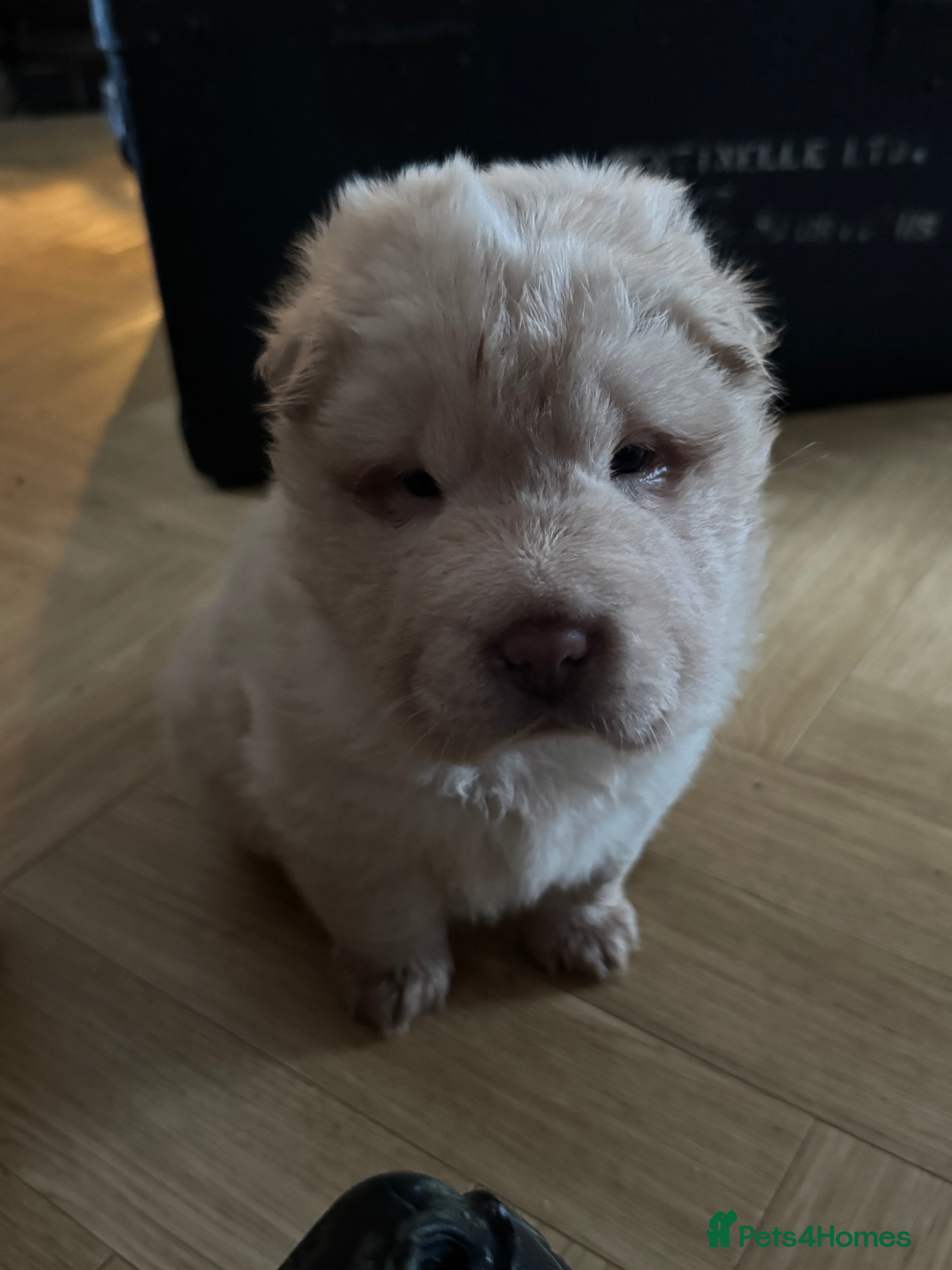 Shar Pei dogs 3 white Gorgeous bears  - Advert 4