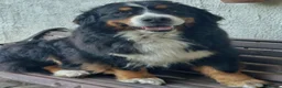 Bernese Mountain Dog dogs for sale: Bernese mountain pups  - Advert 2