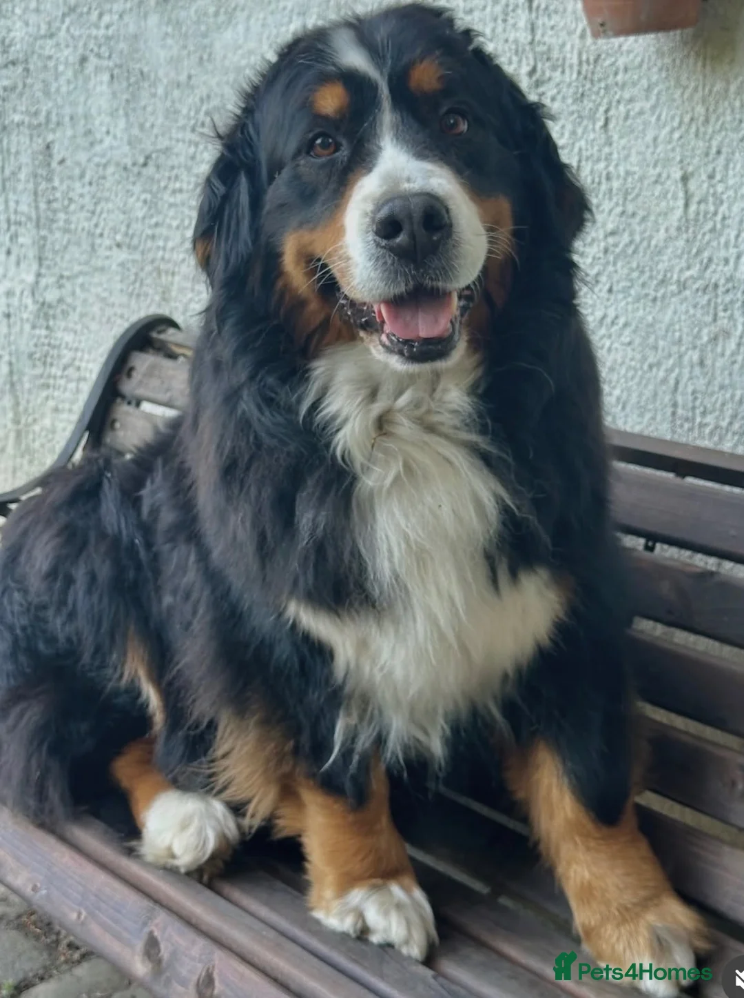 Bernese Mountain Dog dogs for sale: Bernese mountain pups  - Advert 2