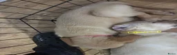 Goldador dogs for sale: Labrador x golden retriever ( goldador) - Advert 23