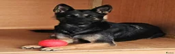 German Shepherd dogs for sale: German Shepherd Puppies for Sale in Sevenoaks - Advert 3