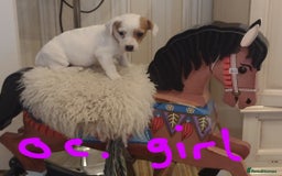 Jack Russell dogs for sale: Beautiful jack Russell puppies  - Image 14