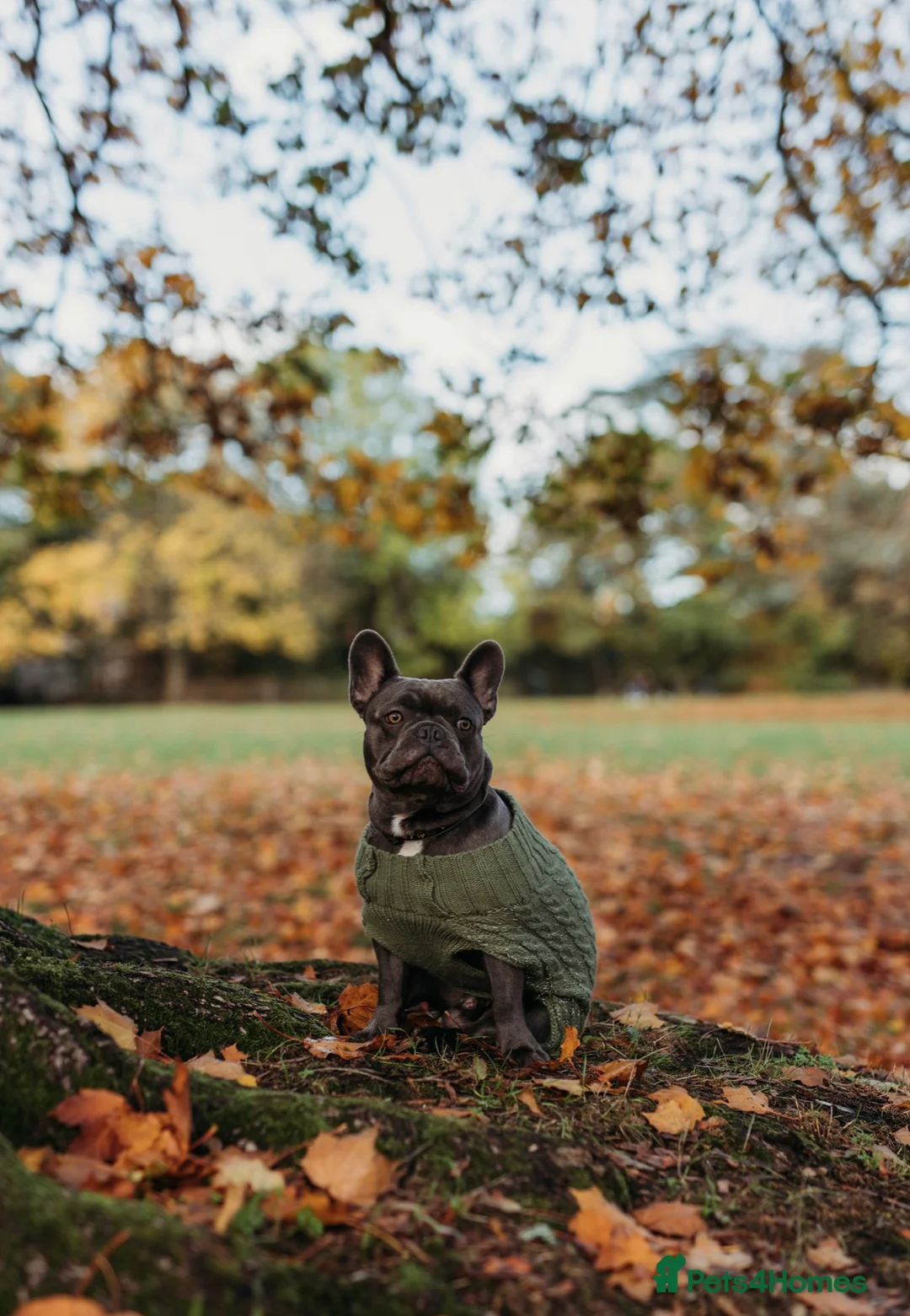 French Bulldog dogs for stud: Blue&Tan French Bulldog ready for stud £500 in Northampton - Advert 7