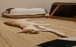 Mixed Breed cats for adoption: Lovely Theo is looking for a furever home - Image 3