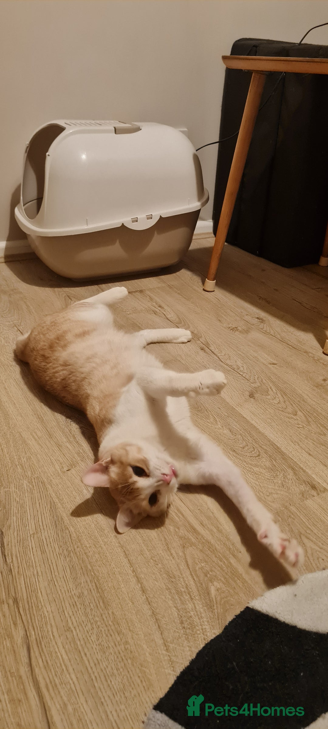 Mixed Breed cats for adoption: Lovely Theo is looking for a furever home - Image 3