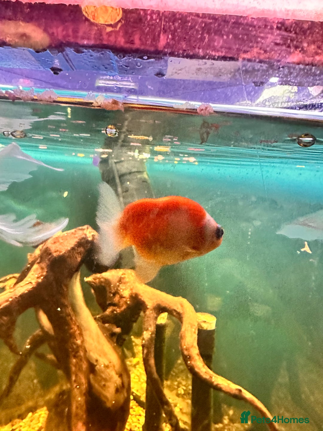 Goldfish fish for sale: Mix of Fish - Advert 5