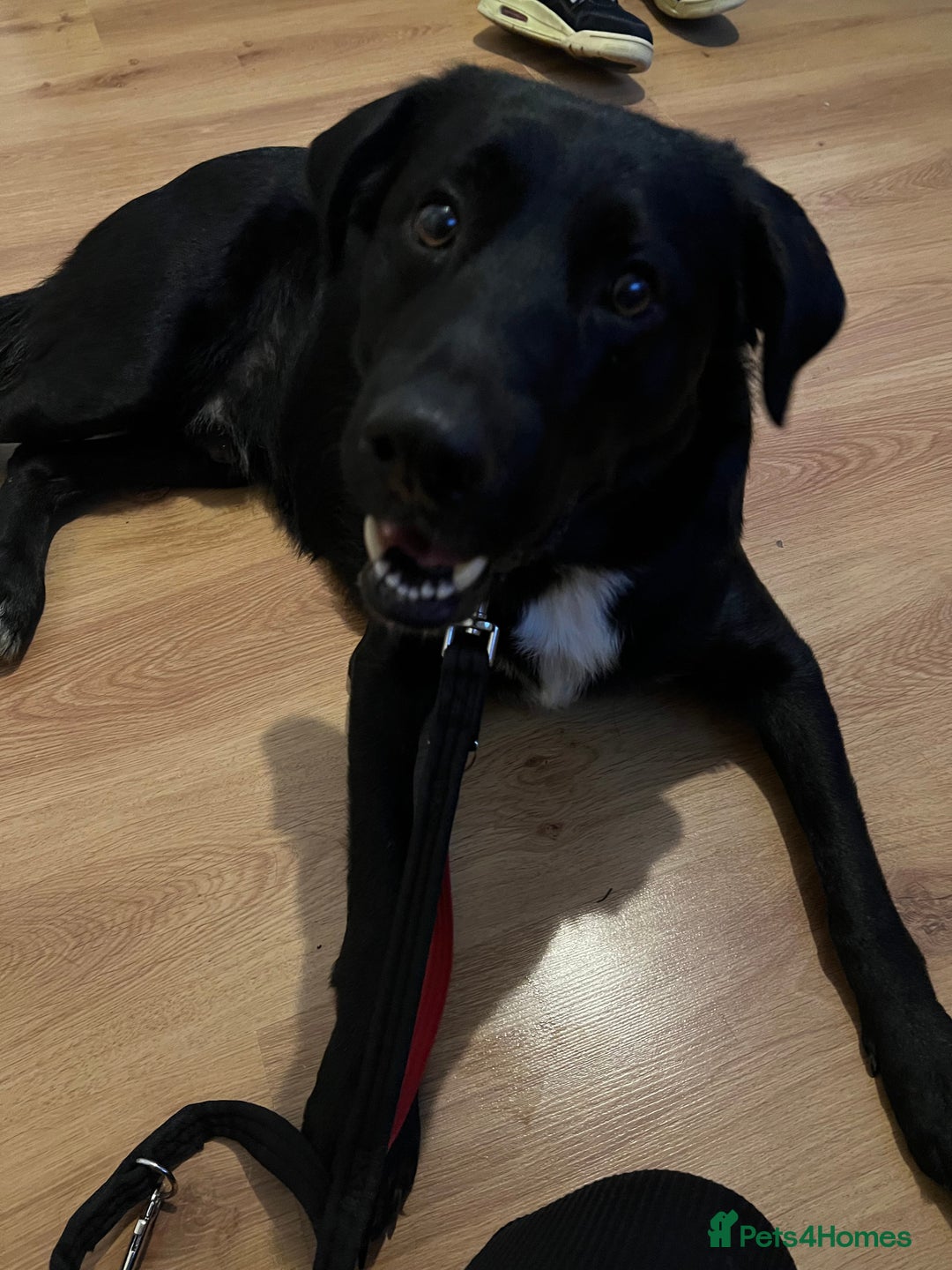 Mixed Breed dogs for sale: Sprollie X German Shepherd  - Image 2