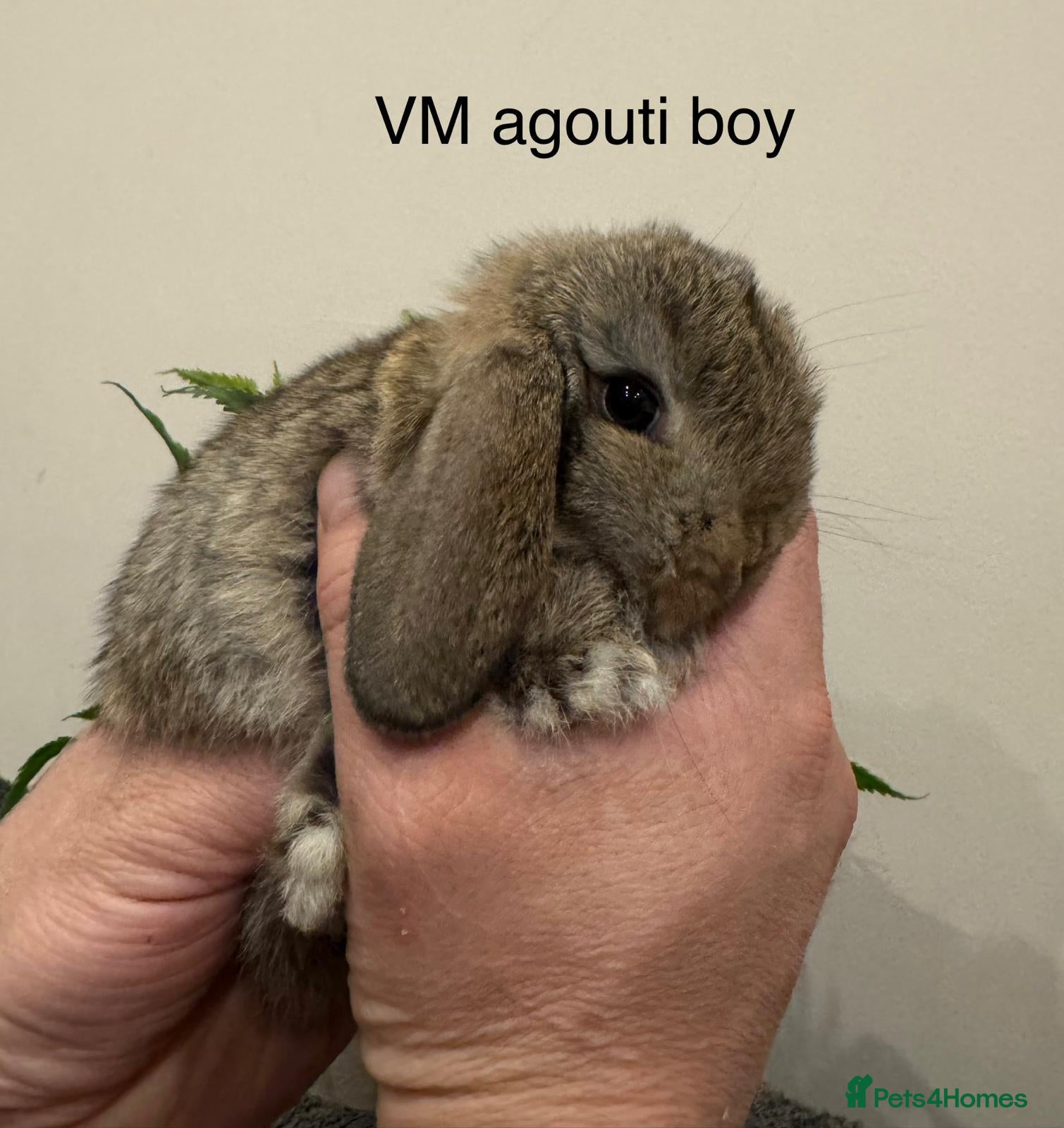 Mini Lop rabbits 1 BOY LEFT, MINI LOPS! - Advert 1