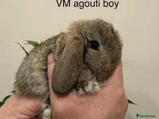 Mini Lop rabbits 1 BOY LEFT, MINI LOPS! - Advert 1