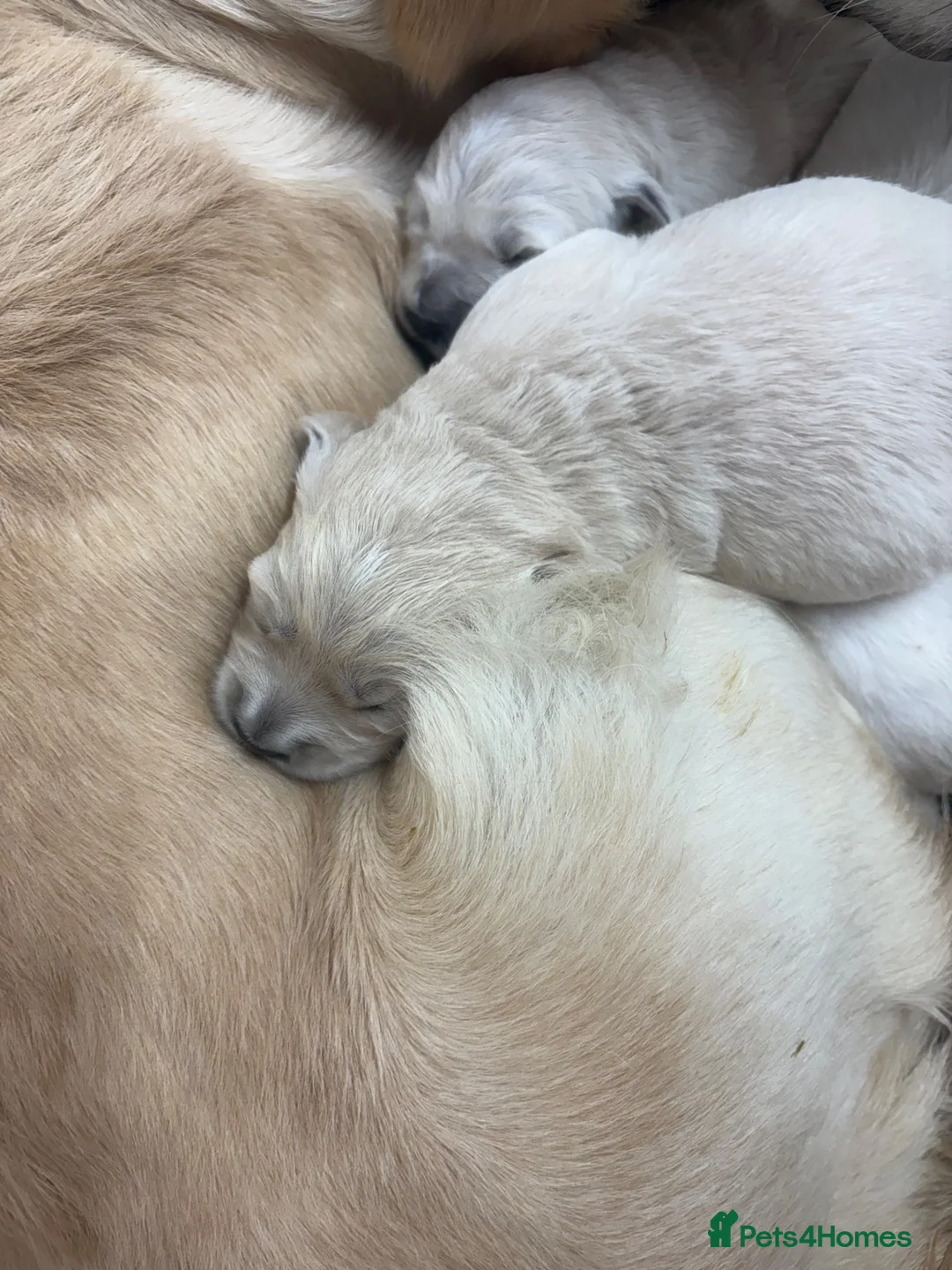 Golden Retriever dogs for sale: Golden retriever puppies - Advert 12