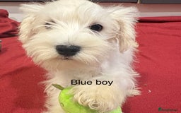 Schnoodle dogs for sale: Schnoodles  - Image 19