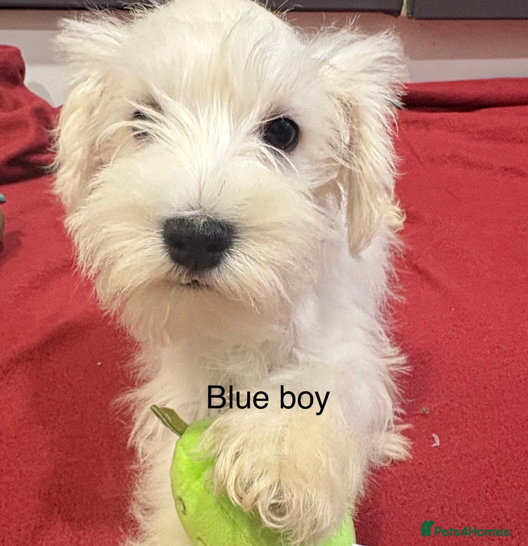 Schnoodle dogs for sale: Schnoodles  - Image 19