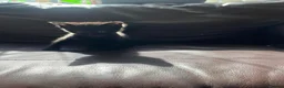 Mixed Breed cats for sale: 3 lovely female kittens  - Advert 4