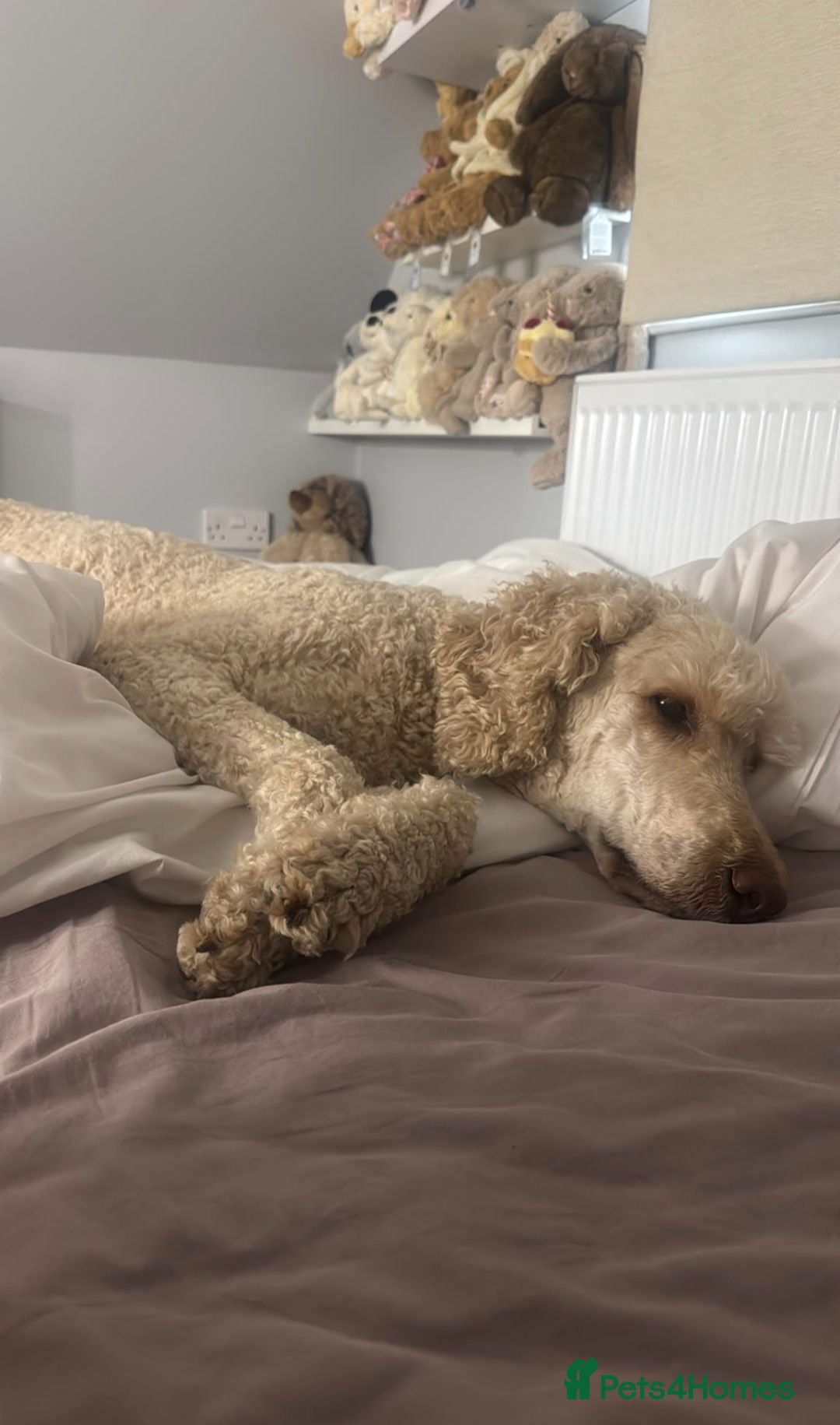 Standard Poodle dogs Boris the poodle - Advert 1