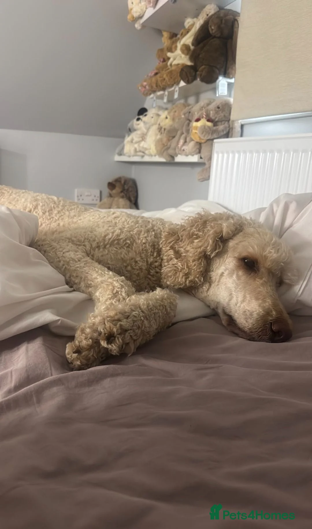 Standard Poodle dogs for sale: Boris the poodle - Advert 1
